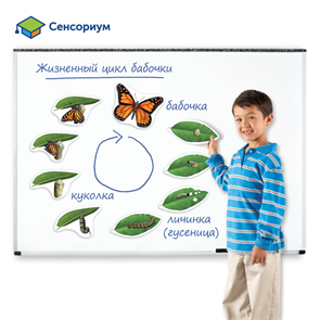 {{photo.Alt || photo.Description || 'Развивающая игрушка &quot;Жизненный цикл бабочки&quot;, магнитный (демонстрационный материал, 9 элементов)'}}