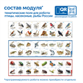 Модуль "Птицы, рыбы, насекомые России" MS0102/4