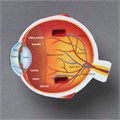 Развивающая игрушка "Глаз человека модель в разрезе" (демонстрационный материал из мягкой пены, 14см., 1 элемент ) LER1907